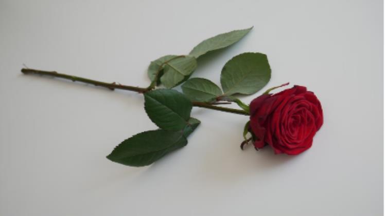 Love, Drama, And Wagers: The Allure Of Games On The Bachelorette Franchise