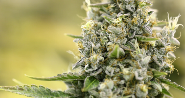 Elevate Your Mood & Wellness With Premium THCA Flower