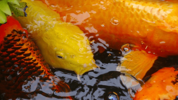 The Ultimate Guide to Koi : Benefits, Usage, and More